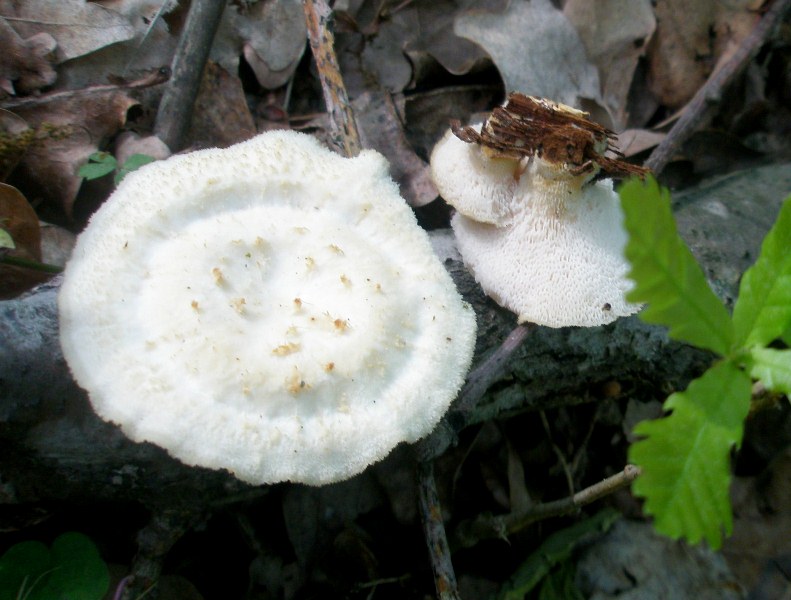 1_polyporus_tuberaster_1.jpg