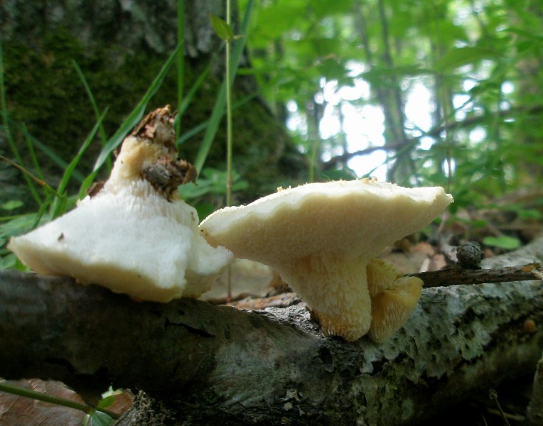 1_polyporus_tuberaster_1a.jpg