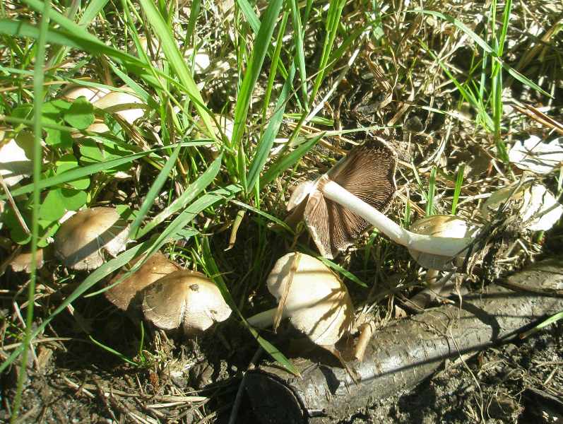 1_psathyrella_candoleana_2a.jpg