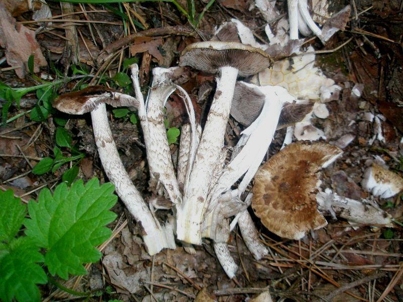 1_psathyrella_caput-medusae_1a.jpg