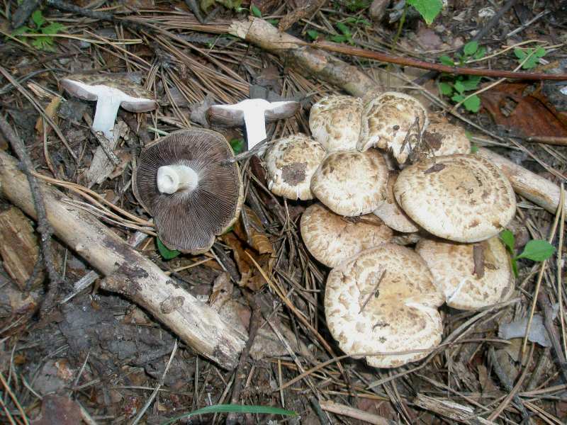 1_psathyrella_caput-medusae_1b.jpg