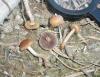 1_psilocybe_sp_1a_t1.jpg