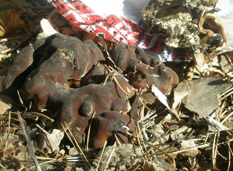 1_rhizina_undulata.jpg