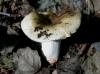 1_russula_pectinata_1_t1.jpg