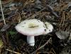 1_russula_sp_1_t1.jpg