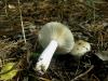 1_russula_sp_1b_t1.jpg