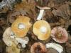 1_russula_sp_1h_t1.jpg