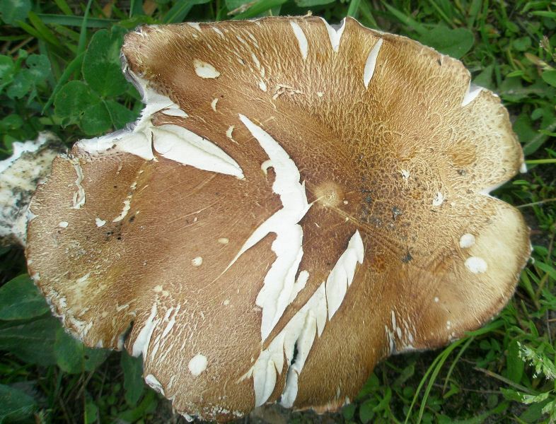 1_stropharia_rugoso-annulata_1c.jpg