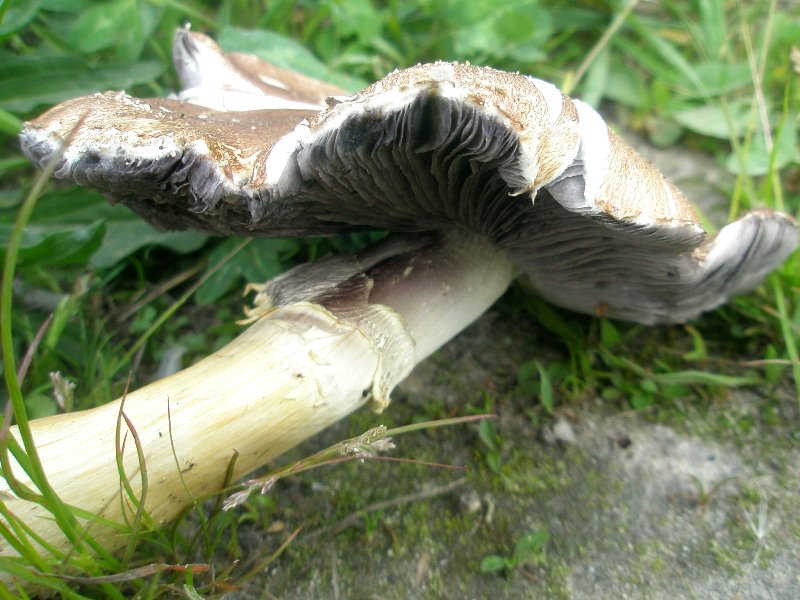 1_stropharia_rugoso-annulata_1d.jpg