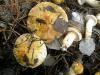 1_tricholoma_focale_1_t1.jpg
