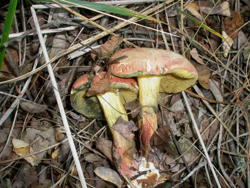 1_xerocomus_rubellus_1a.jpg