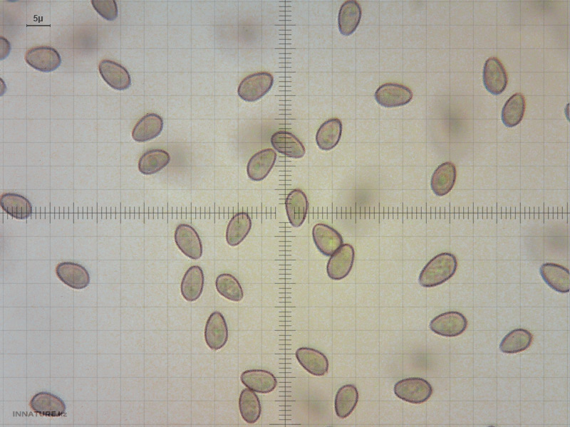 stropharia_01.jpg