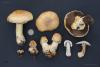 agaricus-augustus-01_t1.jpg