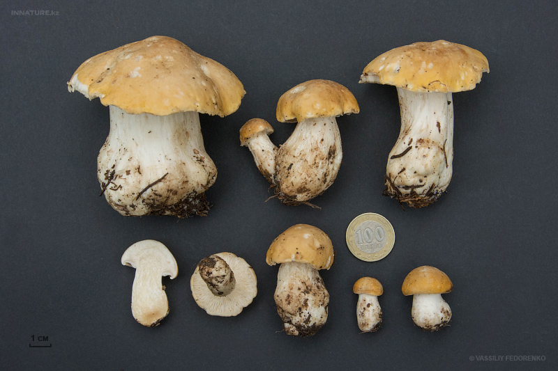 calocybe-gambosa-01.jpg