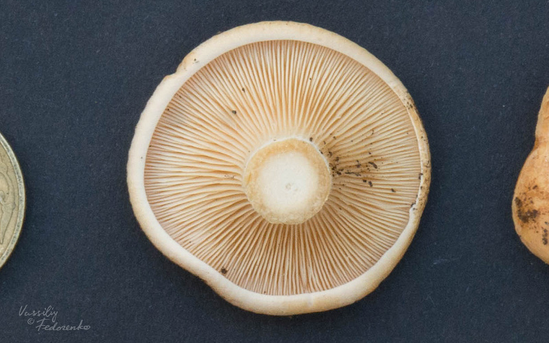 clitocybe-01-3.jpg