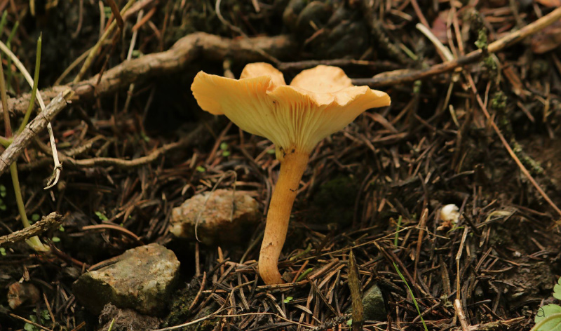 clitocybe.jpg