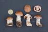 cortinarius-01-2_t1.jpg