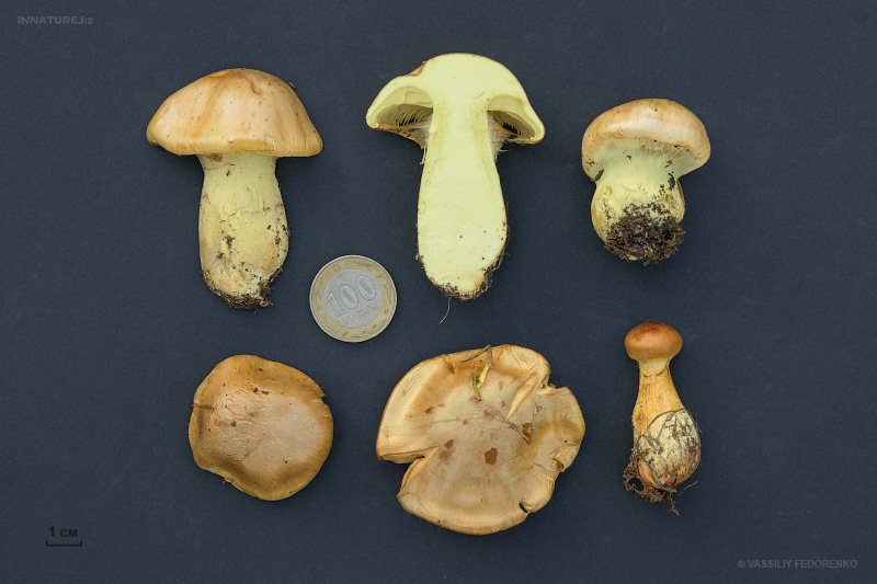 cortinarius-01.jpg