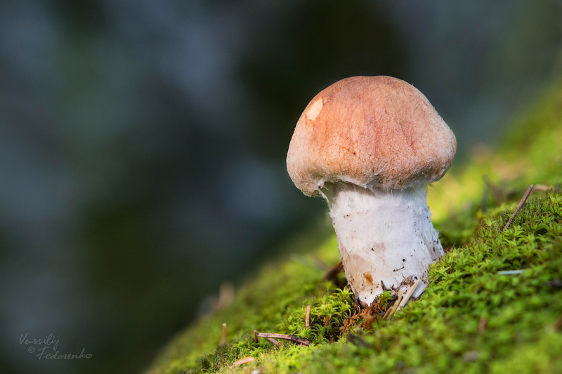 cortinarius-01_1.jpg