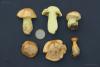 cortinarius-01_t1.jpg