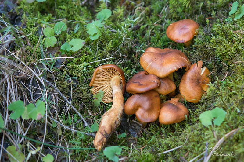 cortinarius-02.jpg