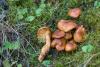 cortinarius-02_t1.jpg