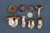 cortinarius-03-2_t1.jpg