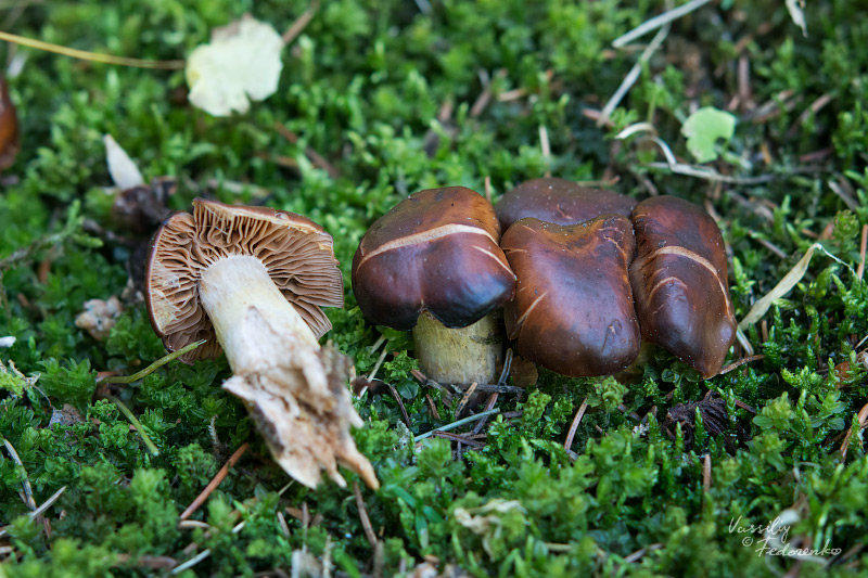 cortinarius-03.jpg