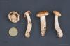 cortinarius-04_t1.jpg