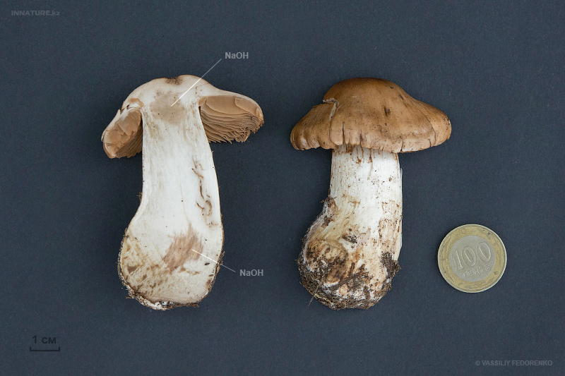 cortinarius-05.jpg