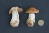 cortinarius-05_t1.jpg