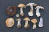 cortinarius-20-1_t1.jpg