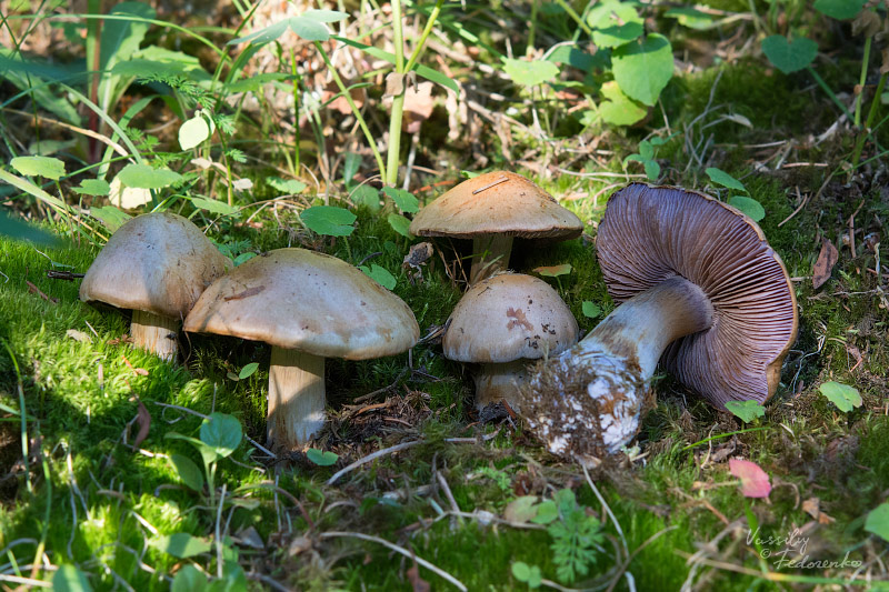 cortinarius-20-3.jpg