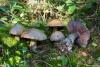 cortinarius-20-3_t1.jpg