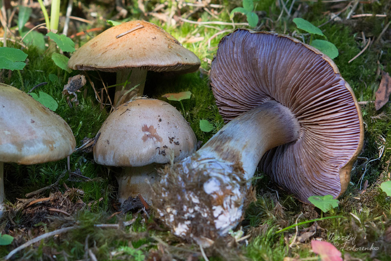 cortinarius-20-4.jpg