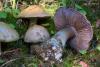 cortinarius-20-4_t1.jpg