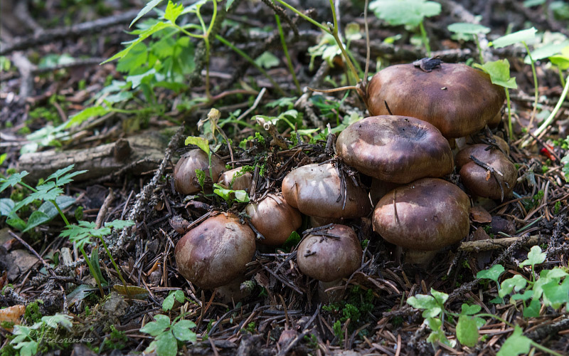 cortinarius-sp.jpg