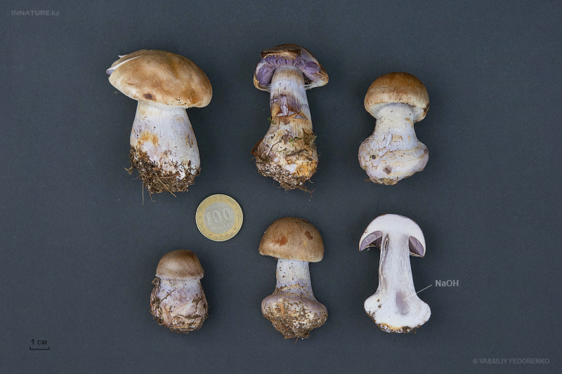 cortinarius.jpg