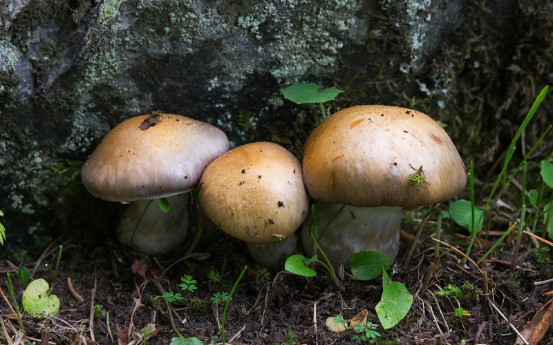 cortinarius002.jpg