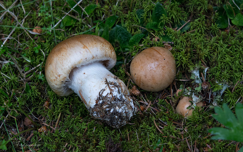 cortinarius010.jpg