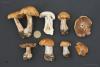 cortinarius020_t1.jpg