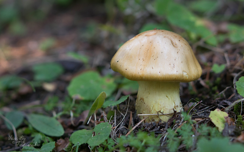 cortinarius021_1.jpg