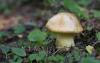 cortinarius021_1_t1.jpg