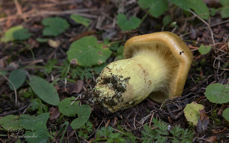 cortinarius021_3.jpg