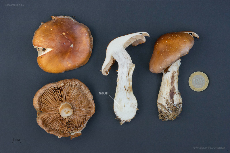 cortinarius2.jpg