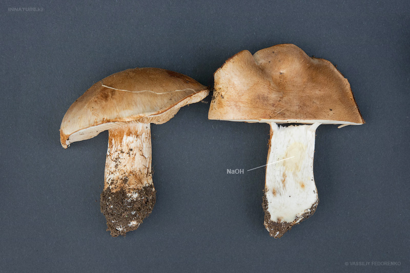 cortinarius3.jpg