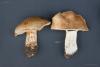 cortinarius3_t1.jpg