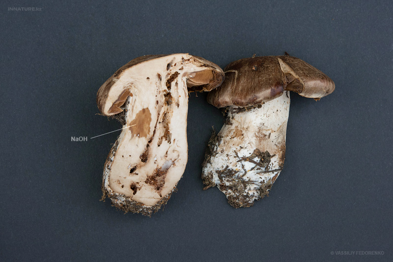 cortinarius4.jpg