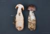 cortinarius5_t1.jpg