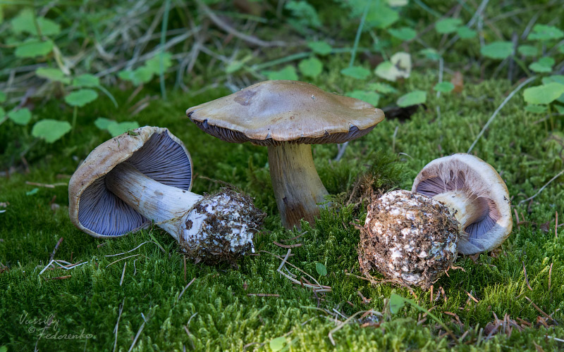 cortinarius_20_1.jpg